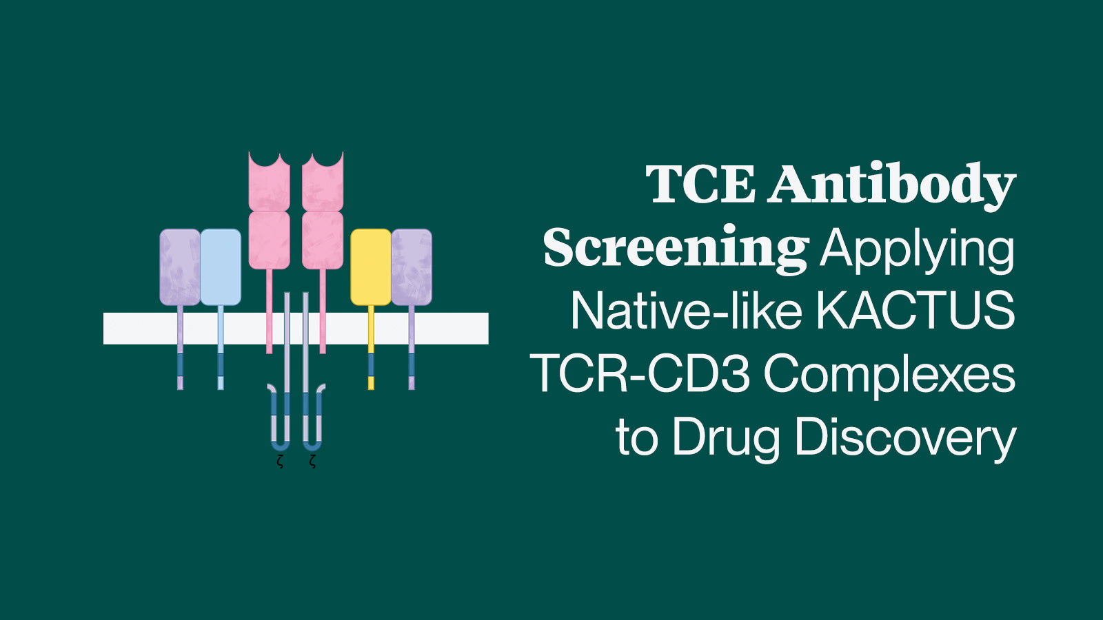 TCE Antibody Screening Applying Native-like KACTUS TCR-CD3 Complexes to Drug Discovery