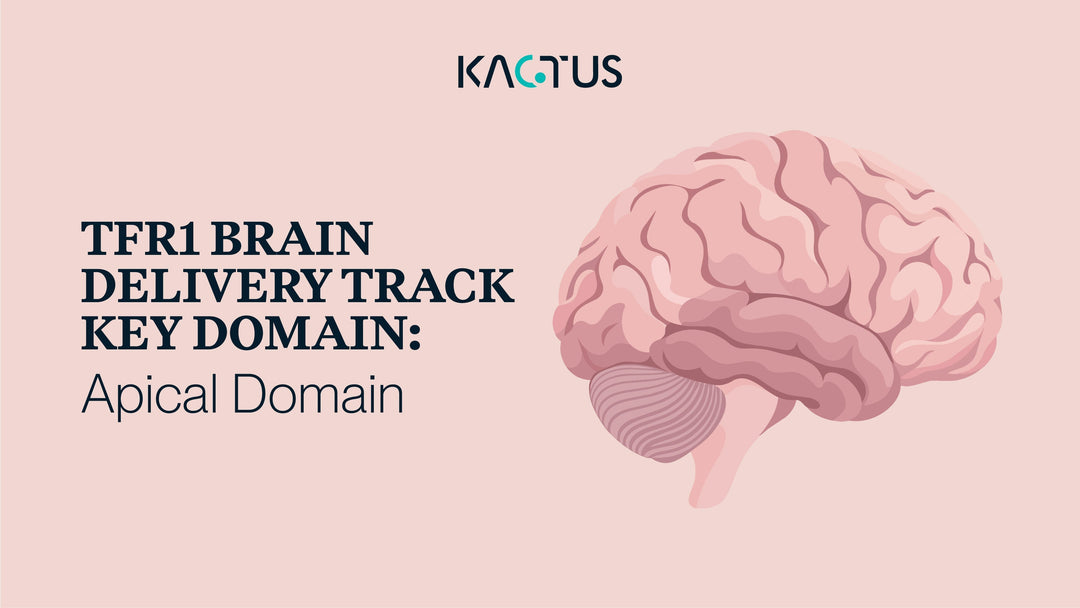 TfR1 Brain Delivery Track Key Domain: Apical Domain