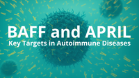 BAFF and APRIL: Key Targets in Autoimmune Diseases and a Review of Dual- and Single-Target Inhibitors