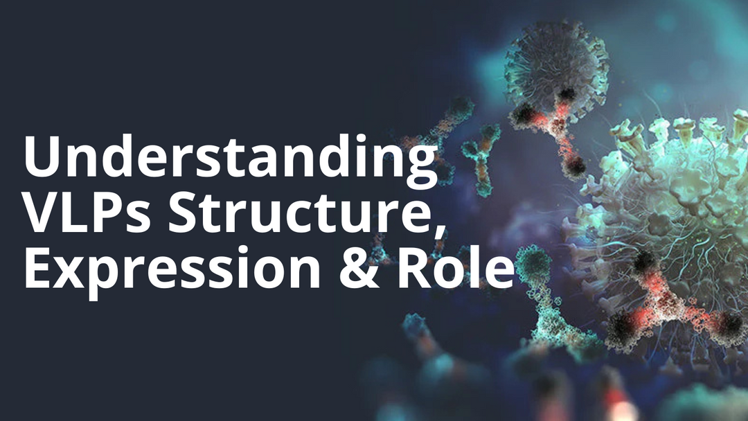 Virus-like Particles: What they are and what they can do in Antibody Discovery