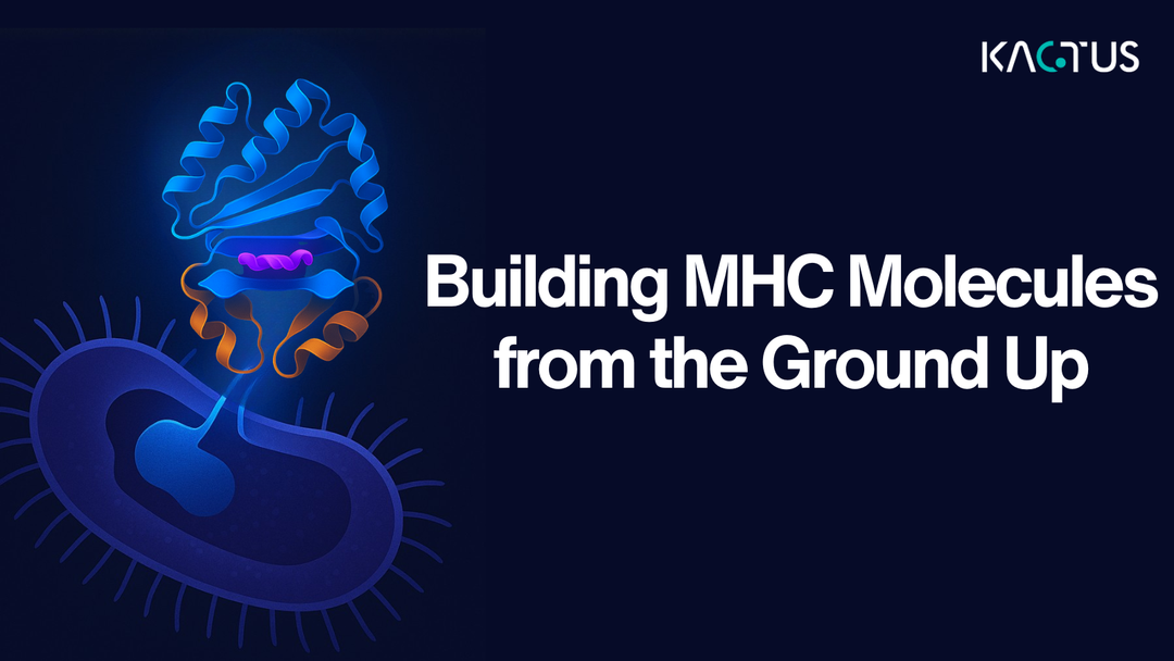 The History of Refolding MHCs: Building MHC Molecules from the Ground Up