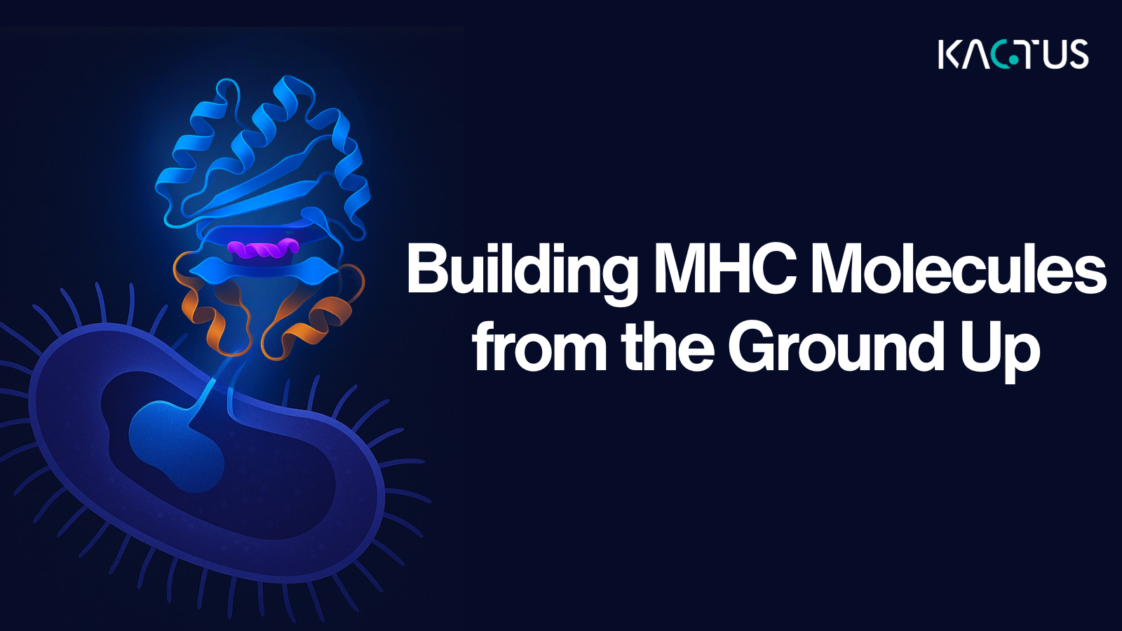 The History of Refolding MHCs: Building MHC Molecules from the Ground Up