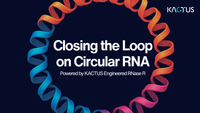 Optimizing Large-scale Circular RNA Process with KACTUS Engineered RNase R