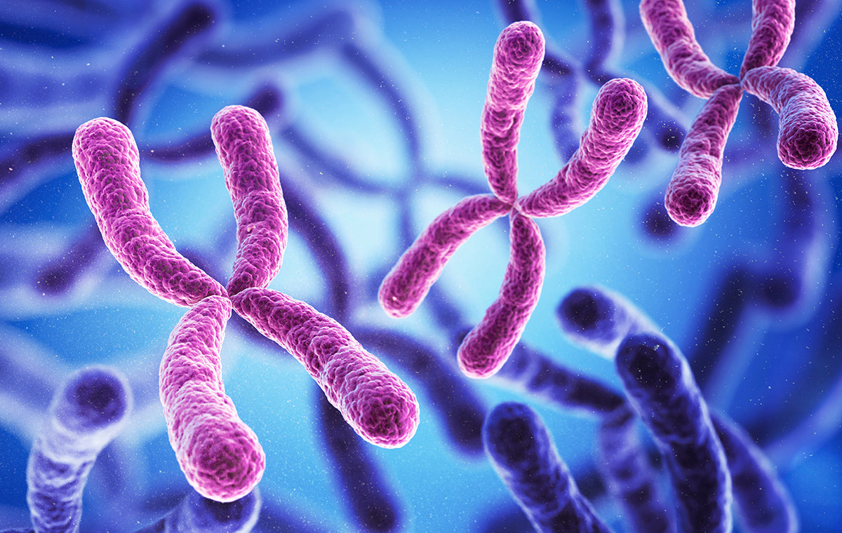 DKK1: A Wnt Pathway Regulator
