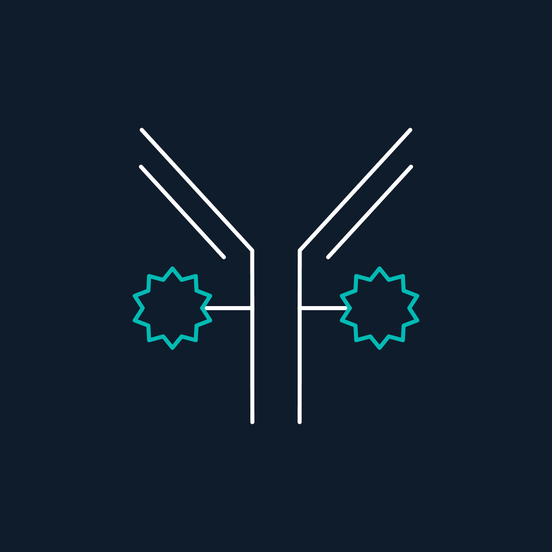 ADC Target Proteins