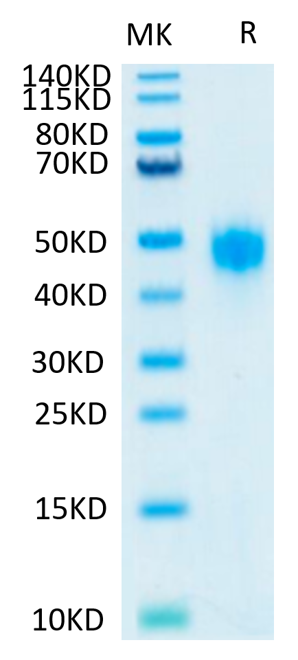 Non-biotinylated Human KIR2DL3 Protein, Ultra Low Endotoxin (KIR-HM4L3-UL)