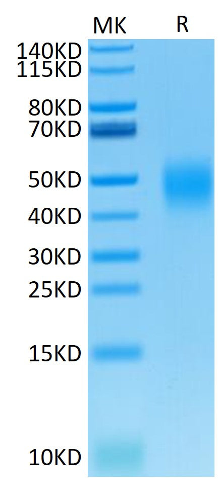 Mouse B7-H5/Gi24/VISTA Protein (BH7-MM175)