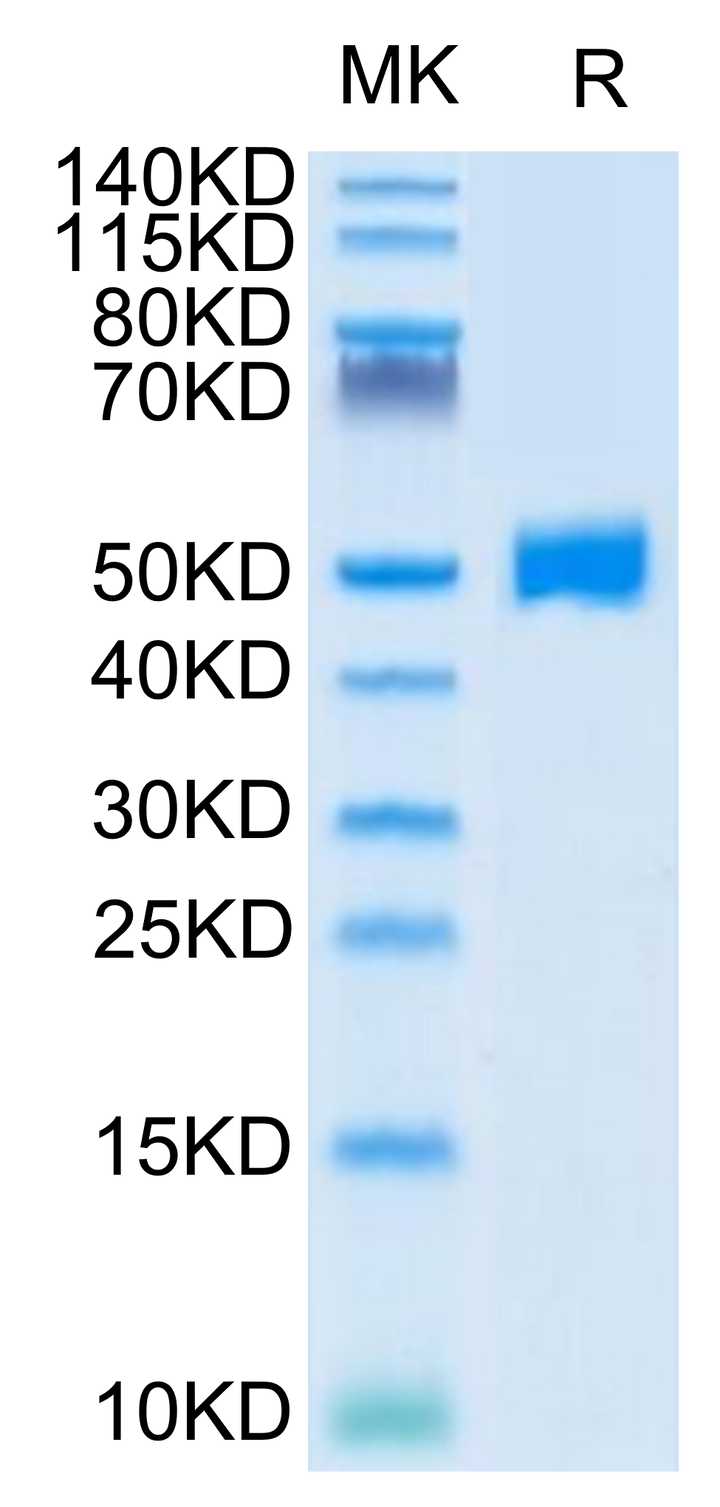 Human 4-1BB CDR234 Protein (BB4-HM224)