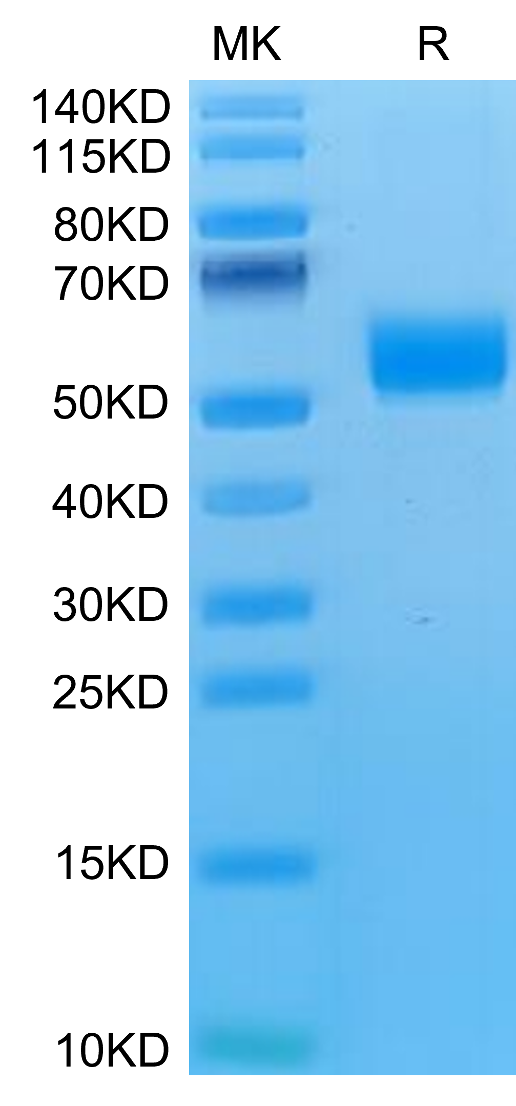 Mouse NKG2D/CD314 Protein (NKG-MM22D)