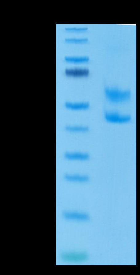 Mouse CD3E&CD3D/CD3 epsilon&CD3 delta Protein (CD3-MM205)