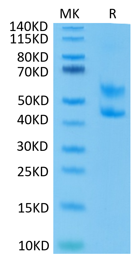 Mouse CD3E&CD3D/CD3 epsilon&CD3 delta Protein, Ultra Low Endotoxin (CD3-MM205-UL)