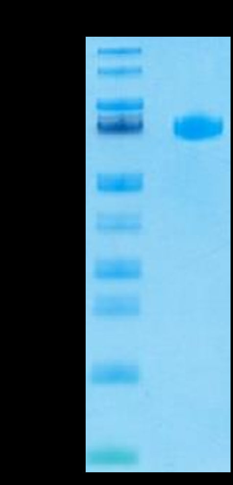 Human LILRB5/CD85c/LIR-8 Protein (LIL-HM4B5)