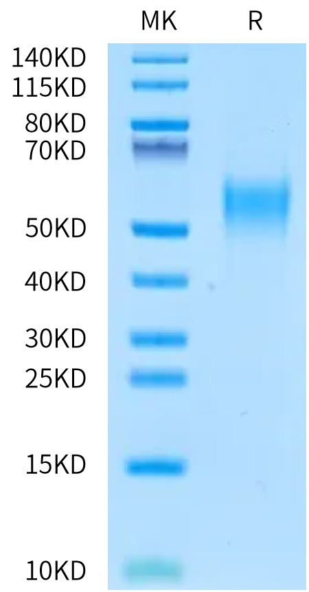 Mouse CD24 Protein, Ultra Low Endotoxin (CD2-MM324-UL)