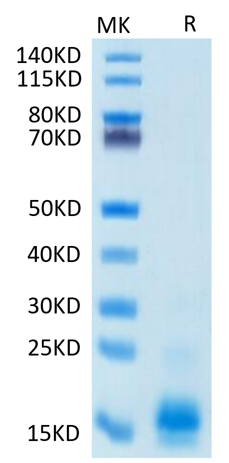 Non-biotinylated Human MCP-1/CCL2 Protein, Ultra Low Endotoxin (MCP-HM401-UL)