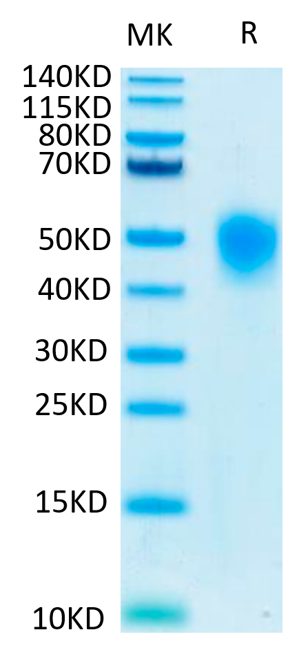 Non-biotinylated Human KIR2DL1 Protein, Ultra Low Endotoxin (KIR-HM4L1-UL)