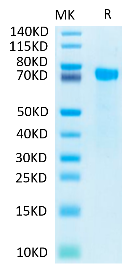 Biotinylated Human Notch 2 Protein, Ultra Low Endotoxin (NOT-HM402B-UL)