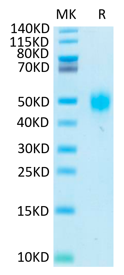 Biotinylated Human KIR2DL3 Protein, Ultra Low Endotoxin (KIR-HM4L3B-UL)