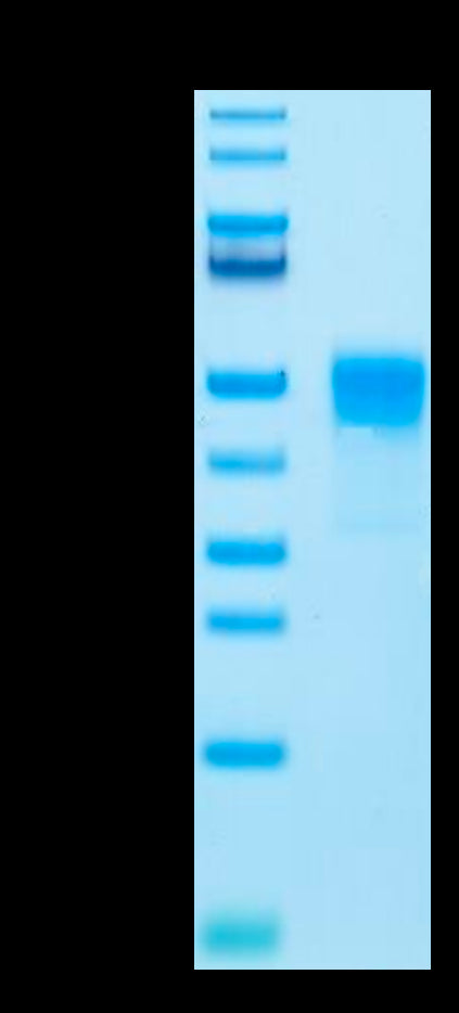 Rat TROP-2/TACSTD2 Protein (TRP-RM121)