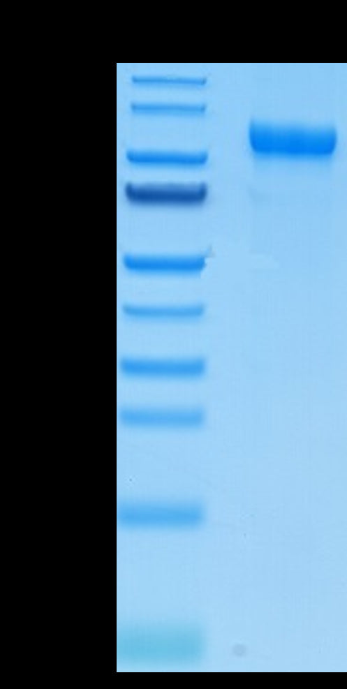 Mouse CDCP1 Protein (CDC-MM101)