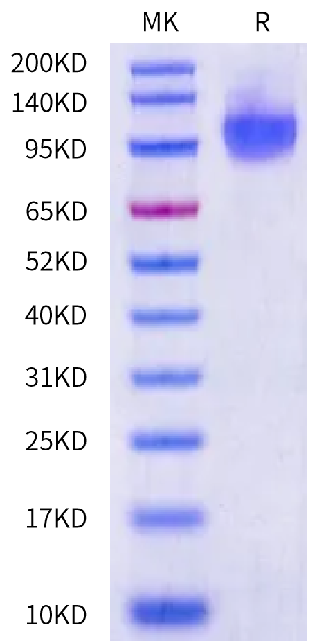 Mouse CDCP1 Protein, Ultra Low Endotoxin (CDC-MM101-UL)