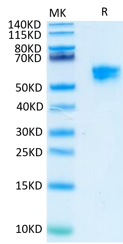 Human CDCP1 (338-667) Protein (CDC-HM1D2)