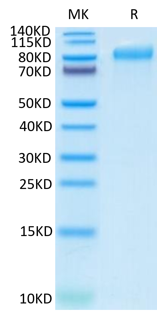 Human ITGB6 Protein (ITG-HM1B6)