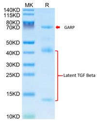 Mouse GARP&Latent TGF beta 1 Complex Protein (GAT-MM101)