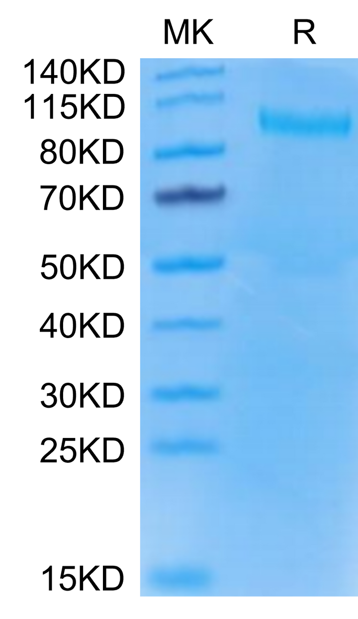 Mouse TLR3 Protein (TLR-MM103)