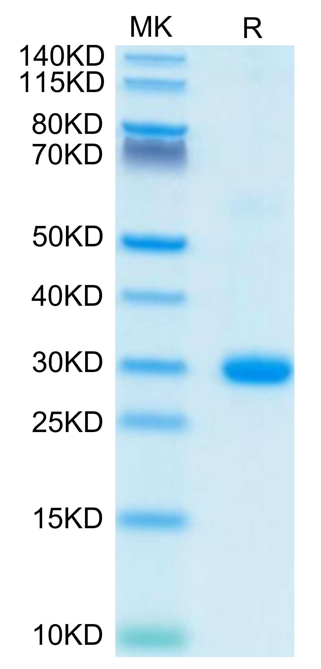 Human BTN3A2 Protein (BNT-HM4A2)