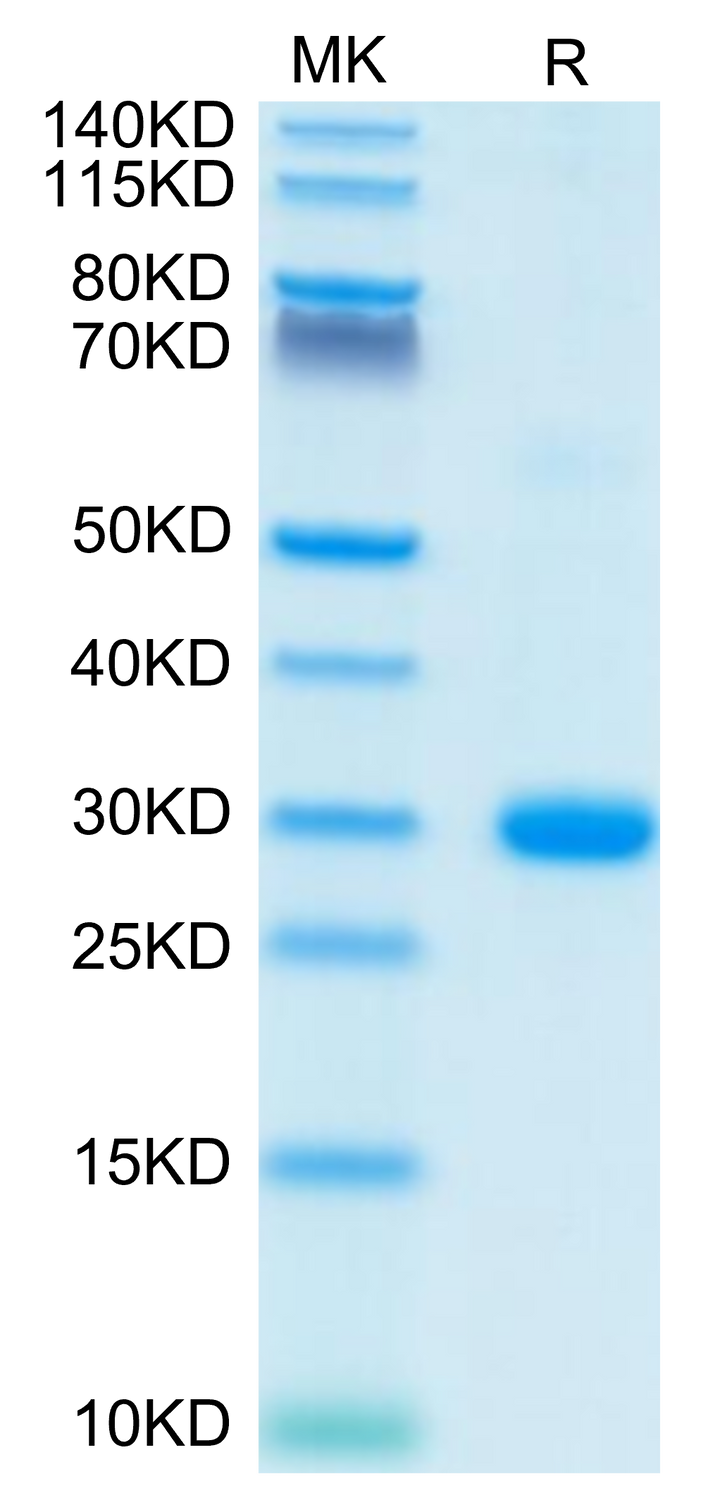 Human BTN3A2 Protein (BNT-HM4A2)