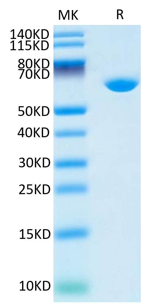 Cynomolgus Serum Albumin Protein (BSA-CM101)