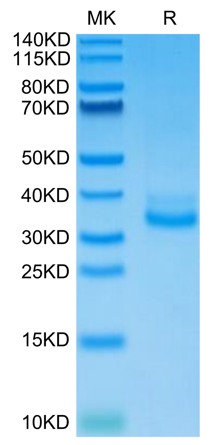 Mouse CLEC12A/MICL/CLL-1 Protein (CLE-MM12A)