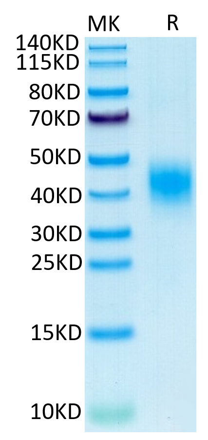 Cynomolgus CLEC12A/MICL/CLL-1 Protein, Ultra Low Endotoxin (CLE-CM12A-UL)