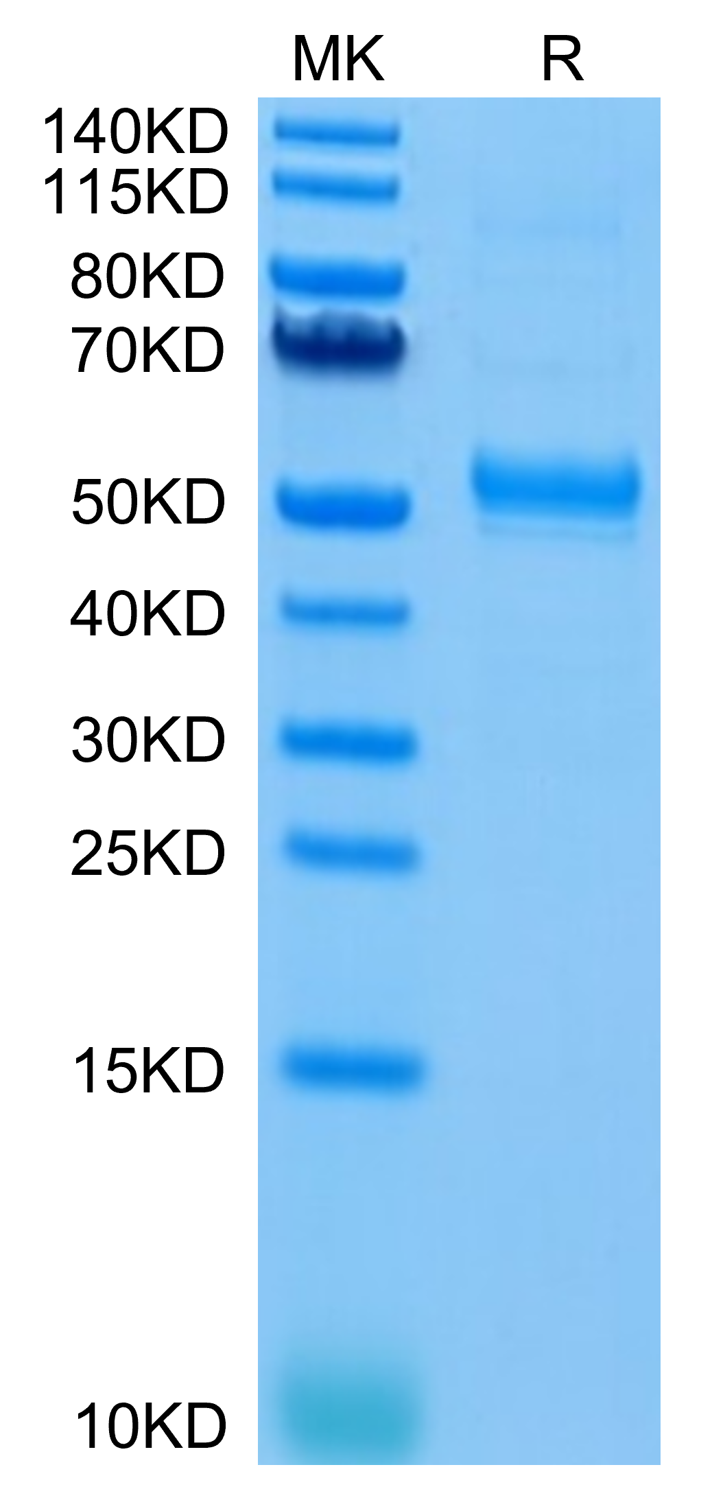 Human CD37 Protein (CD3-HM237)