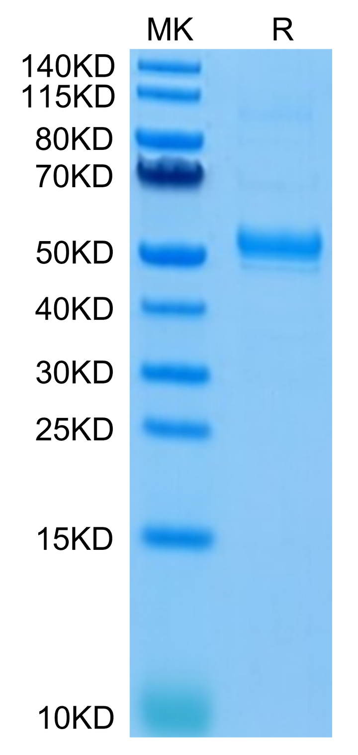 Human CD37 Protein (CD3-HM237)