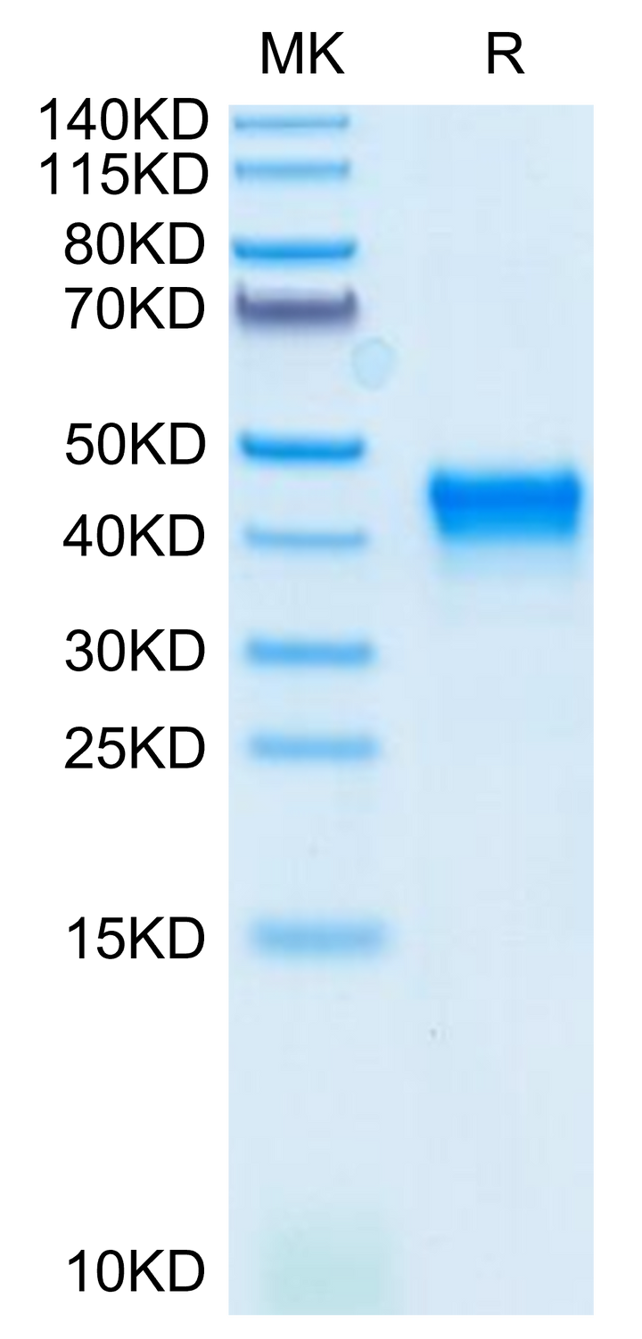 Mouse CD38 Protein (CD3-MM138)