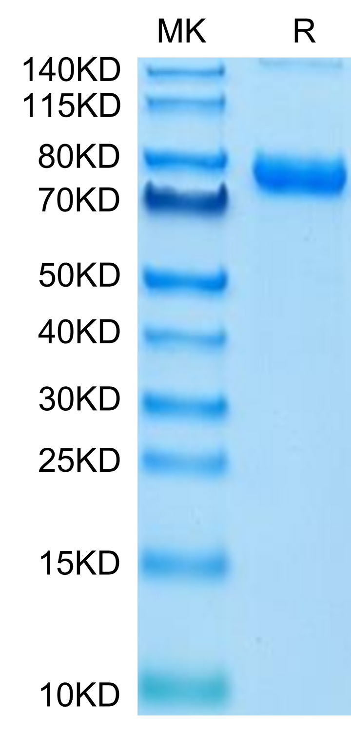 Cynomolgus Transferrin R/CD71 Protein, Ultra Low Endotoxin (TFR-CM101-UL)