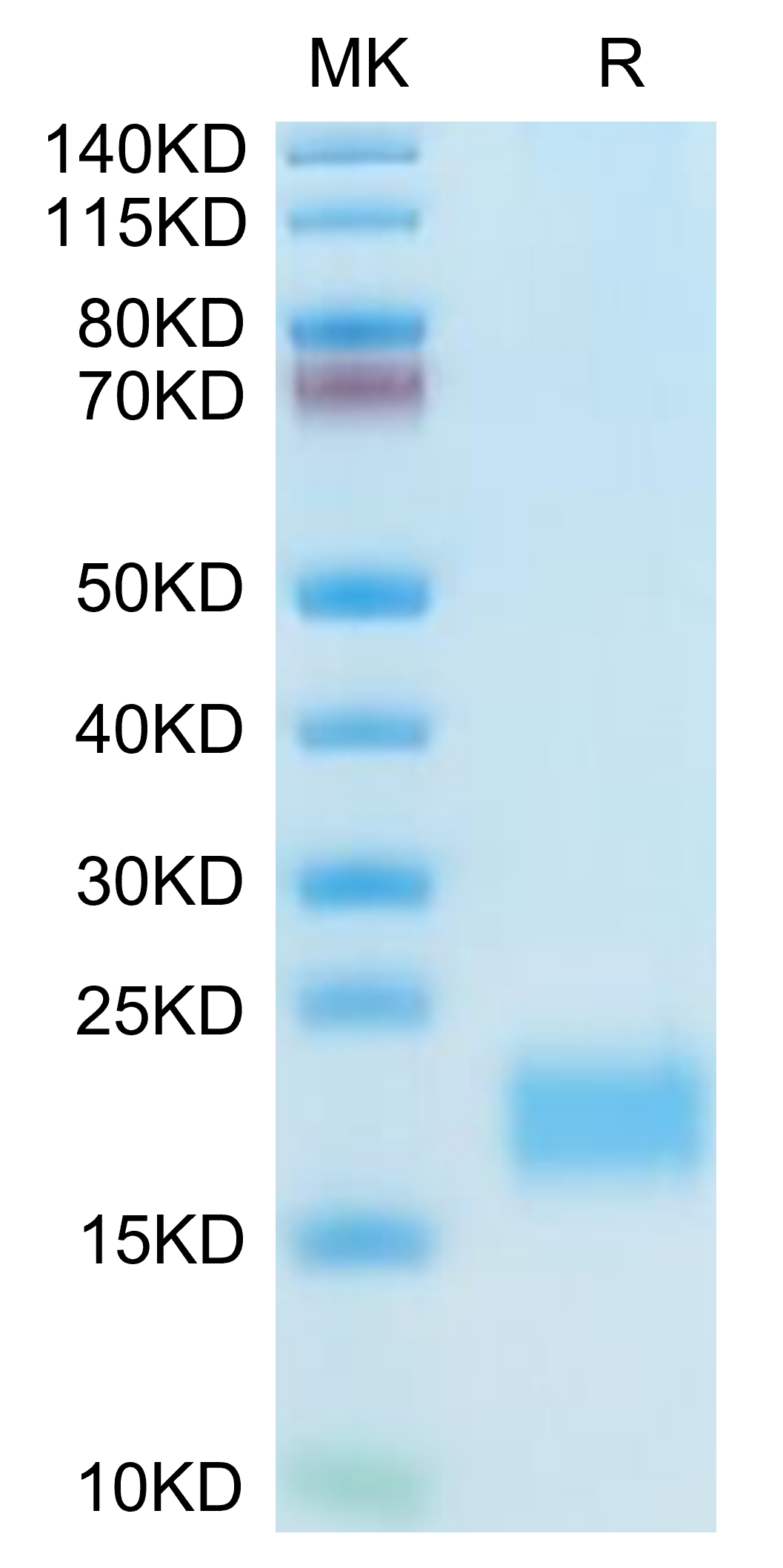 Mouse CXCL13/BCA-1 Protein, Ultra Low Endotoxin (CXC-MM113-UL)