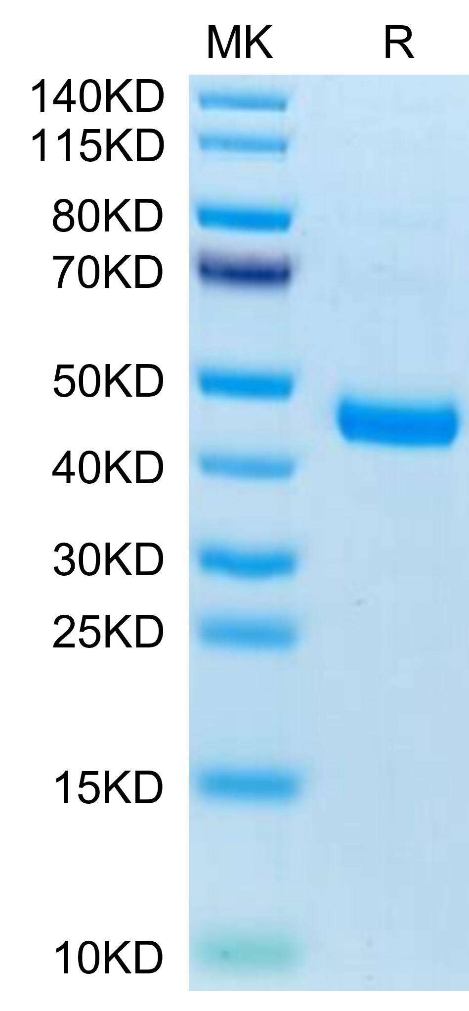 Mouse CXCL13/BCA-1 Protein (CXC-MM213)