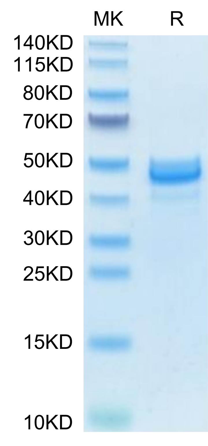 Mouse AREG Protein (AEG-MM201)