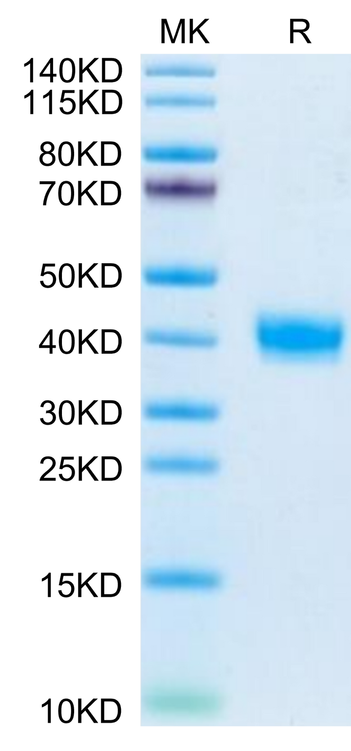 Mouse PRLR Protein (PLR-MM101)