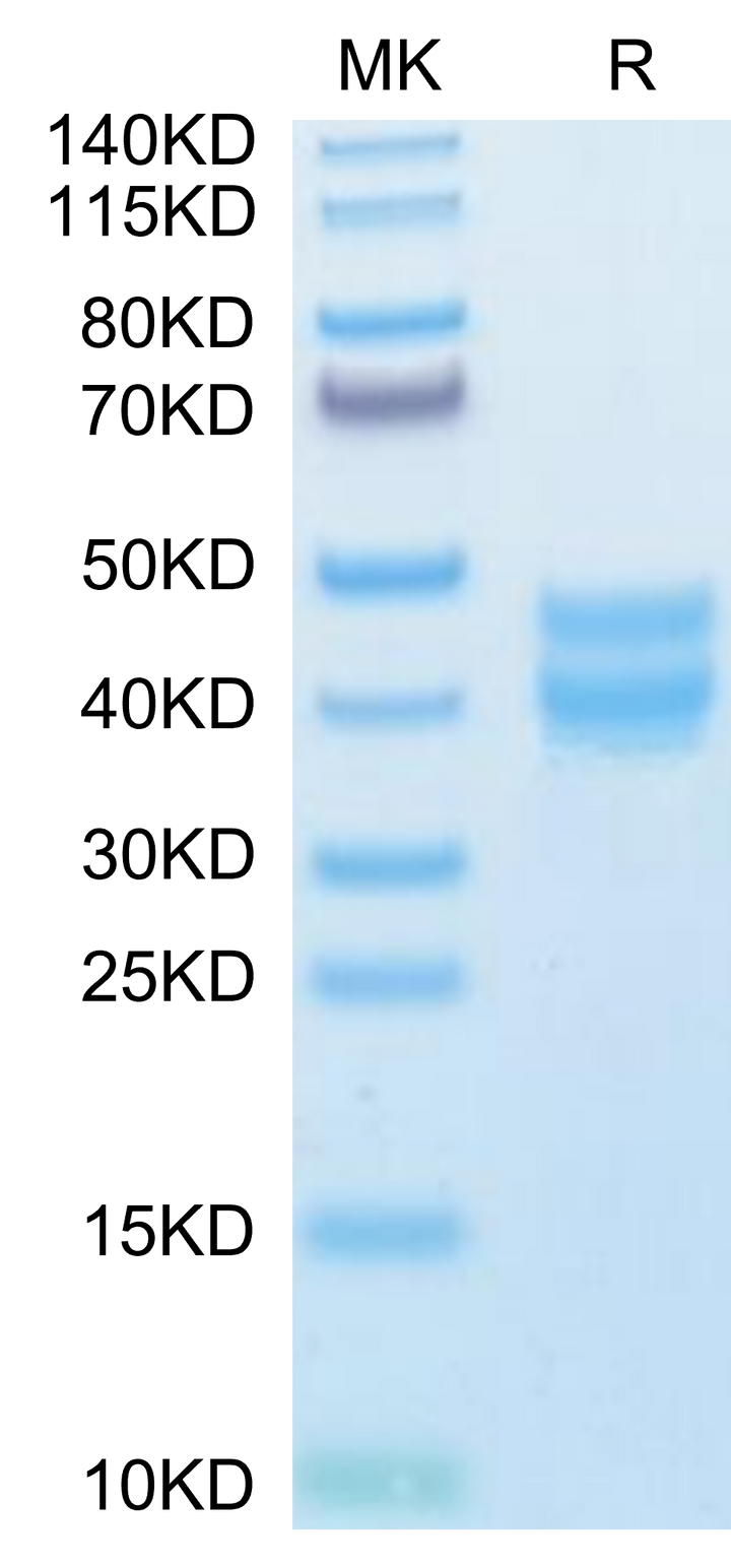 Mouse BST1 Protein (BST-MM101)