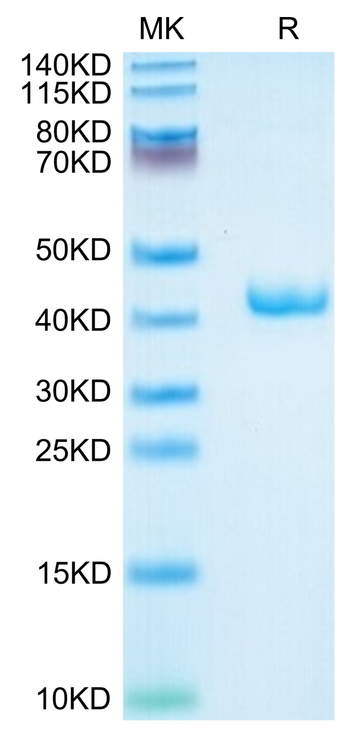 Mouse APOA2 Protein (APA-MM2A2)