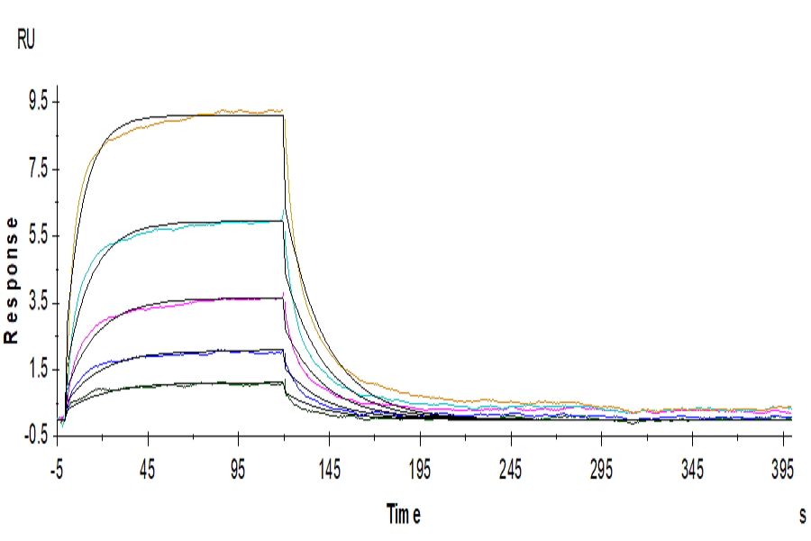 Human B7-H2/ICOSLG Protein, Ultra Low Endotoxin (BH7-HM272-UL)