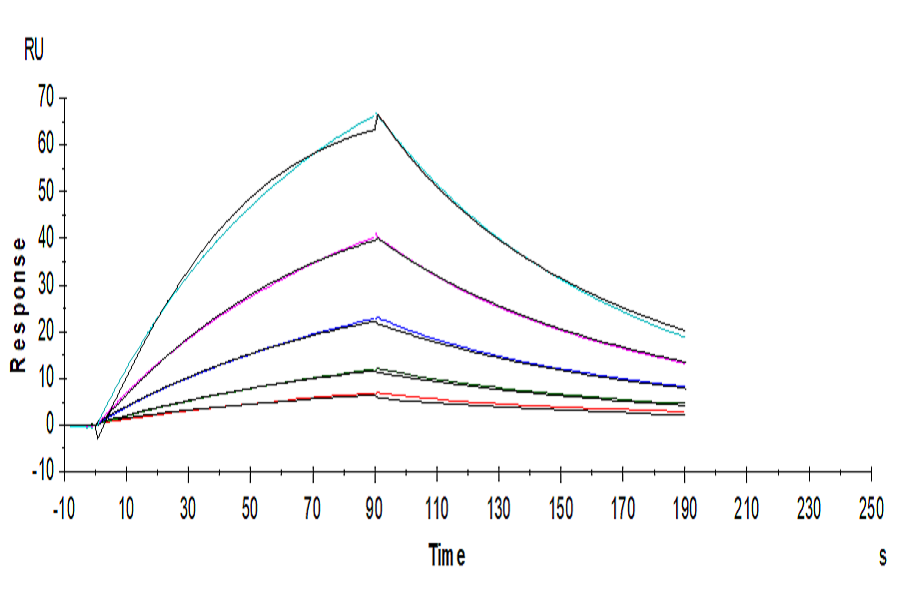 Human FGF21 Protein, Ultra Low Endotoxin (FGF-HM121-UL)