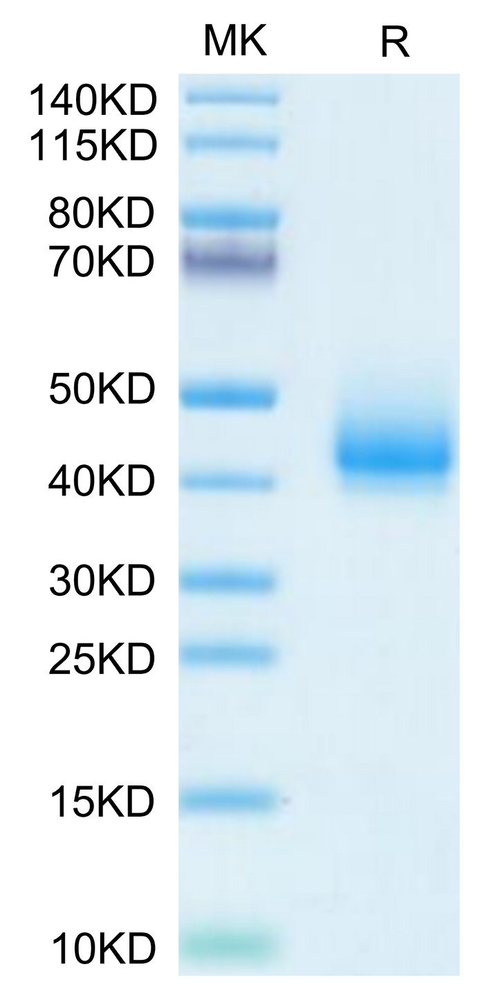 Human CD44s Protein (CD4-HM144)