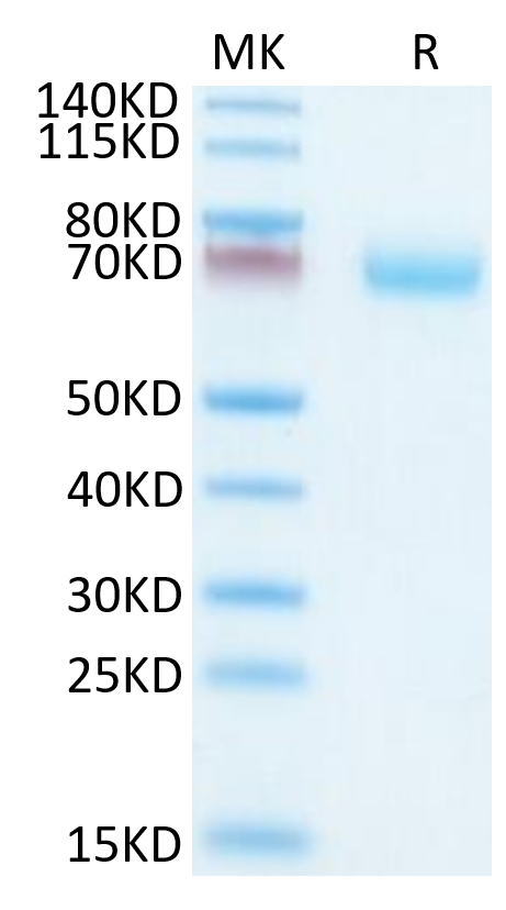Mouse OSCAR Protein, Ultra Low Endotoxin (OAR-MM201-UL)