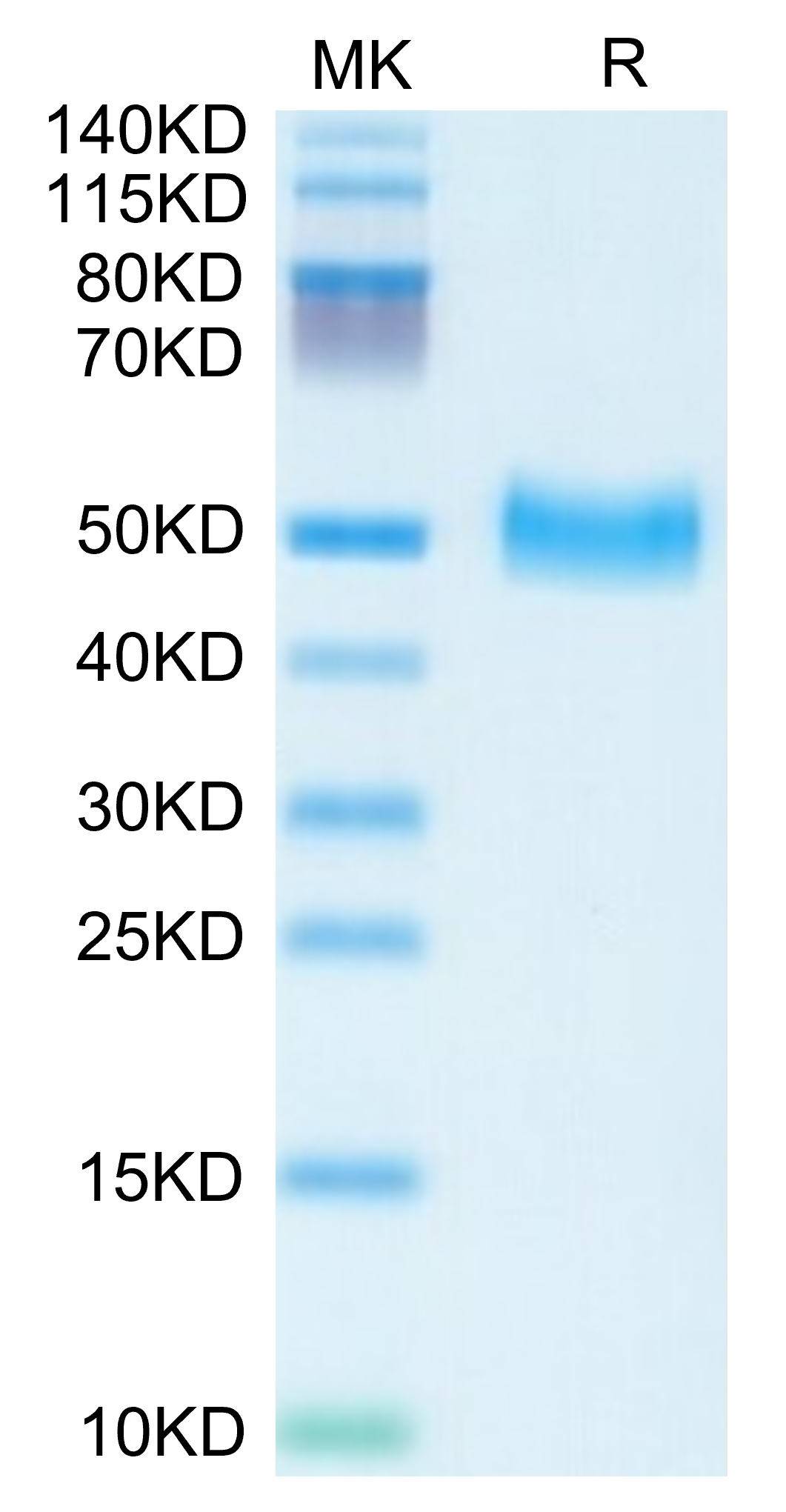 Mouse Serpin F1/PEDF Protein (SF1-MM101)