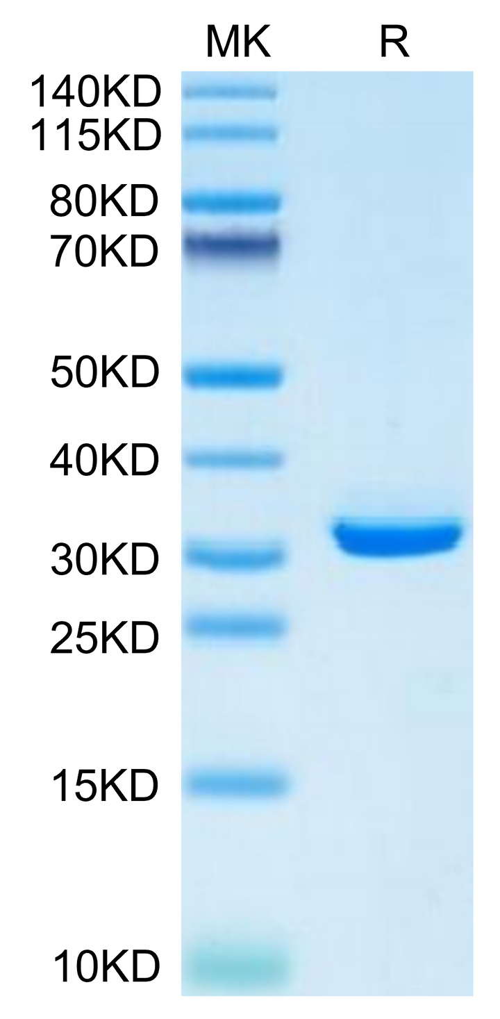 Mouse APOE/Apolipoprotein E Protein (APO-MM102)