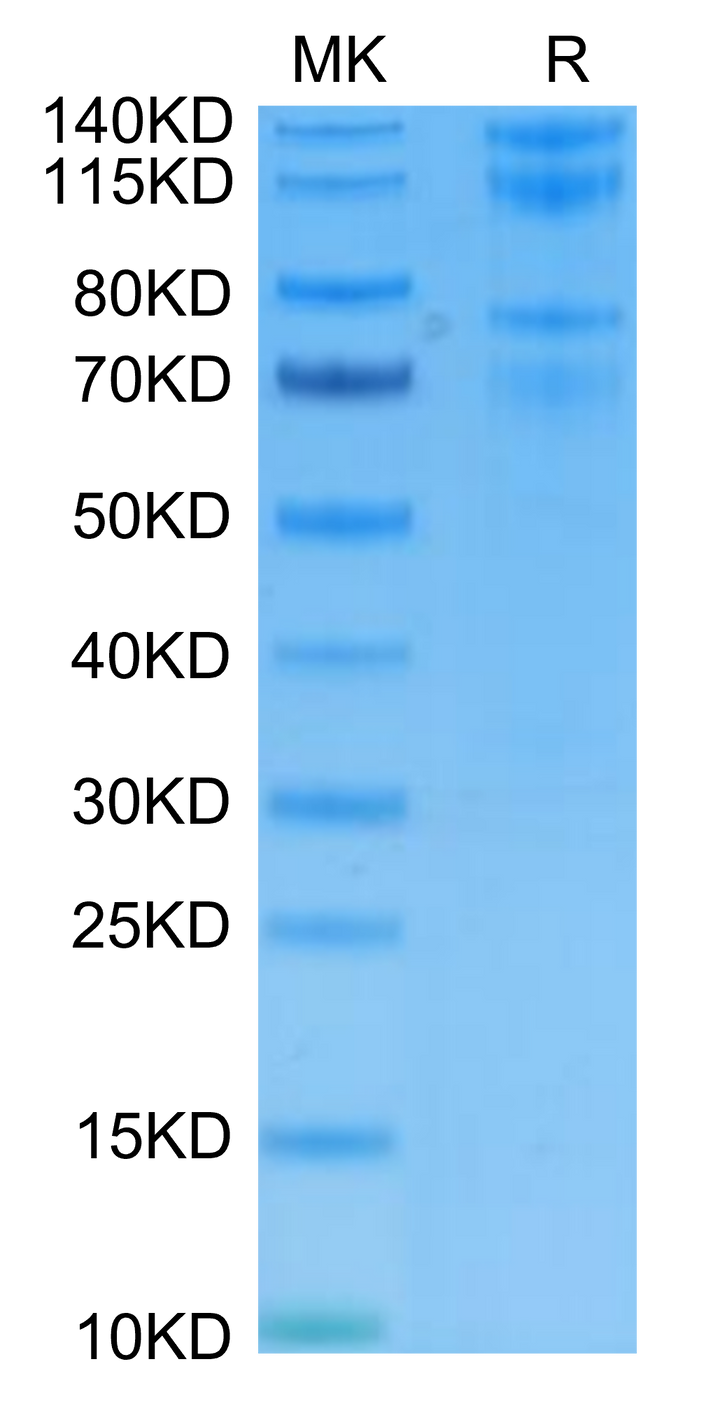 Non-biotinylated Human Integrin alpha 4 beta 1 (ITGA4&ITGB1) Heterodimer Protein (ITG-HM441)